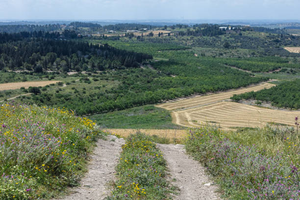 istock Spring is outside. Nature near Kibbutz Harel 1312044453