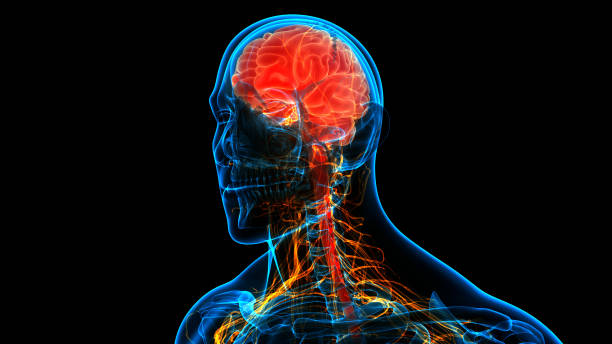 centralny narząd ludzkiego układu nerwowego anatomia mózgu - paralysis human spine x ray image human bone zdjęcia i obrazy z banku zdjęć