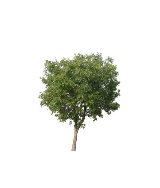 istock A separate tree on a white background, a collection of tree. 1312047790