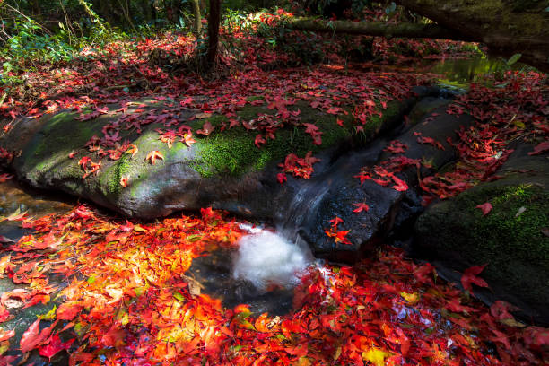 colorido otoño, temporada de otoño hojas de arce rojo con corriente de agua fluyendo en el bosque natural. - autumn water leaf stream fotografías e imágenes de stock