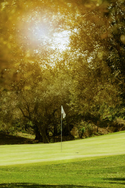 旗とオリーブの木が付いたサニーゴルフグリーン - putting green practicing putting flag ストックフォトと画像
