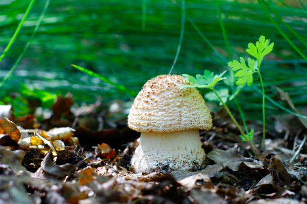 Мushroom Amanita rubescens grows in the forest A young, thick, edible mushroom Amanita rubescens grows in the forest against the background of plants. amanita rubescens stock pictures, royalty-free photos & images