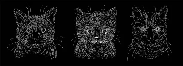 Vector illustration of A set of illustrations of the head of a cat or kitten. A sketch drawn in white chalk on a blackboard