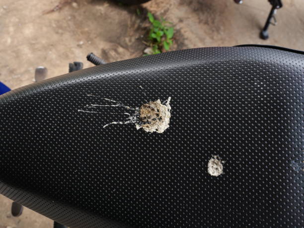 istock Soiled pigeon droppings on black color motorcycle seat 1312051957