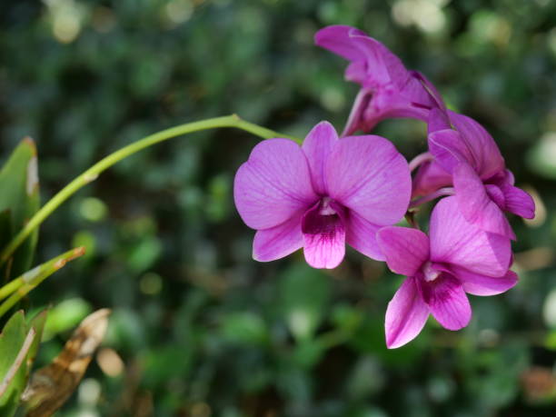istock Tropical orchid with natural green background 1312051988