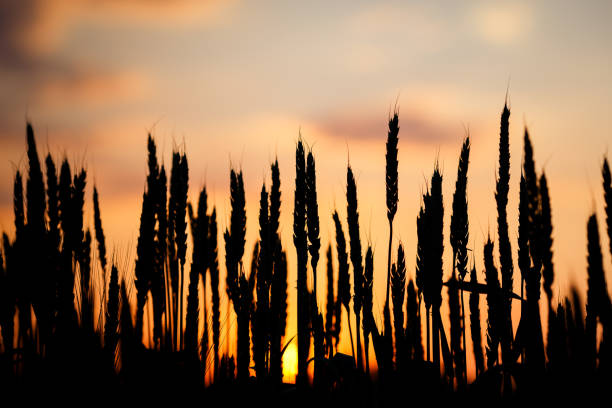 Green rising wheat silhouettes at sunset.