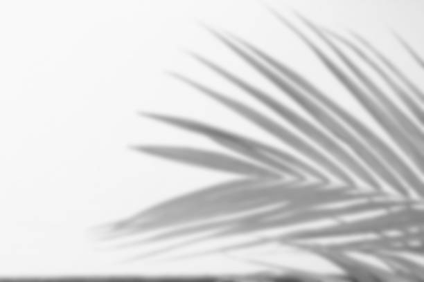 blurred abstract gray shadow background of palm leaves, black and white monochrome tone blurred abstract gray shadow background of palm leaves, black and white monochrome tone focus on shadow stock pictures, royalty-free photos & images