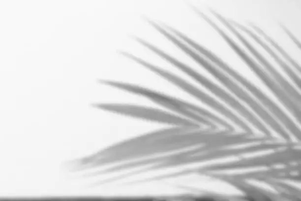 blurred abstract gray shadow background of palm leaves, black and white monochrome tone