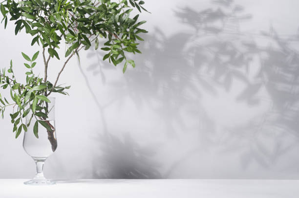 istock Green leaves with shadow on white wall, floor in sunlight, copy space. 1312059579