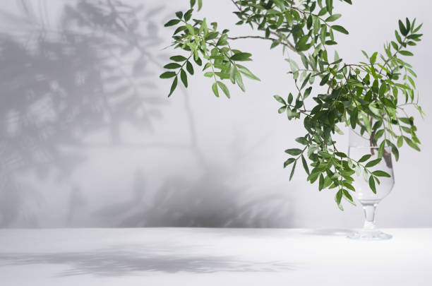 istock Elegant summer mediterranean background - green leaves on branch with dappled shadow in sunshine on white wall, floor, copy space. 1312059727