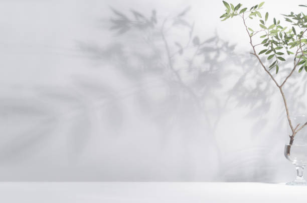흰색 벽, 바닥, 복사 공간에 그림자와 나무의 녹색 가지에 봄 햇빛. - flower plant plants nature 뉴스 사진 이미지