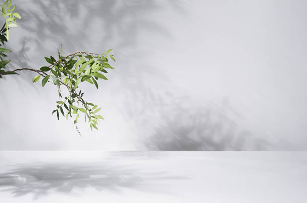 istock Sunny summer green leaves on branch with shadow on wall, floor in sunlight, copy space. 1312059876