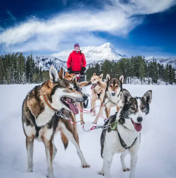 Alaskan husky sled dogs ready to go in arctic mountain wilderness.
