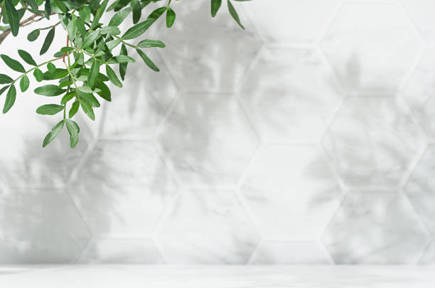 Spring sunlight in green branch of tree with shadow on white marble tile wall,  wood table, copy space.