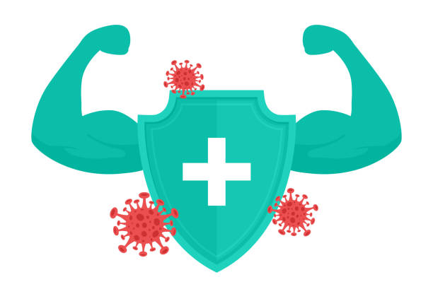 illustrations, cliparts, dessins animés et icônes de concept du système immunitaire. bouclier médical pour la protection contre le virus. bouclier de santé avec double biceps. - security order bacterium biology