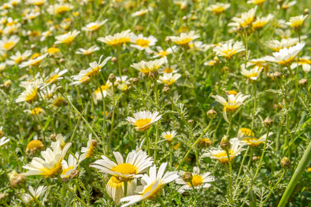 istock Field of wild white Mediterranean daisies (Argyranthemum frutescens) 1312061584