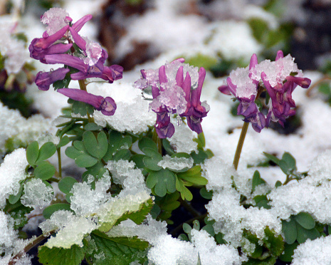 Spring snowdrop flowers blooming from the snow with shallow depth of field