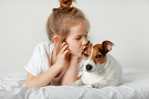 Beautiful funny kid girl lies in bed with a dog in a white bedroom and kisses it. friendship of children and pets. animal feed. Jack Russell Terrier.