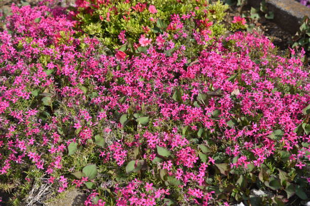 istock Moss phlox blooms flowers 1312065613