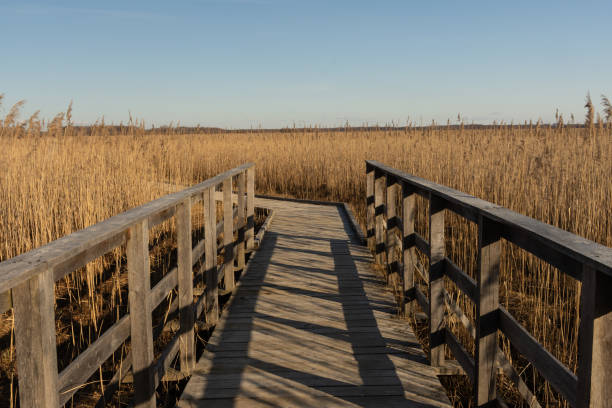 istock Path in a natural park at sunset in winter 1312066278