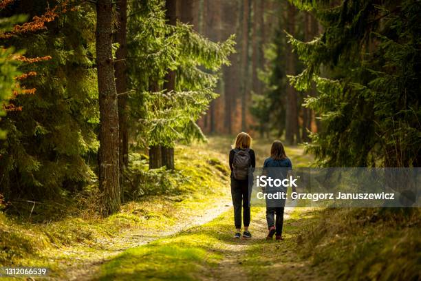 Walk In Spring Forest Spring Walk In The Green Forest Stock Photo - Download Image Now ...