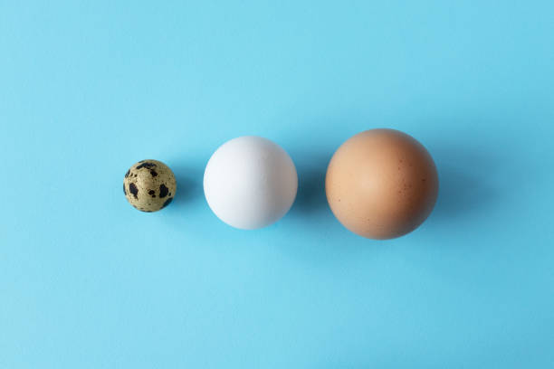 istock Three type of different birds eggs isolated on blue paper background. Various size and kind choice concept. Quail, egg and turkey eggs nutrients comparison. Segregation and equlty 1312068596