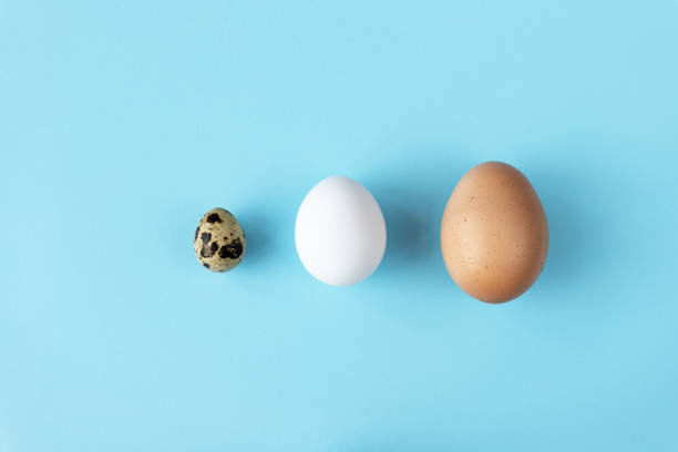 istock Three type of different birds eggs isolated on blue paper background. Various size and kind choice concept. Quail, egg and turkey eggs nutrients comparison. Segregation and equlty 1312068598