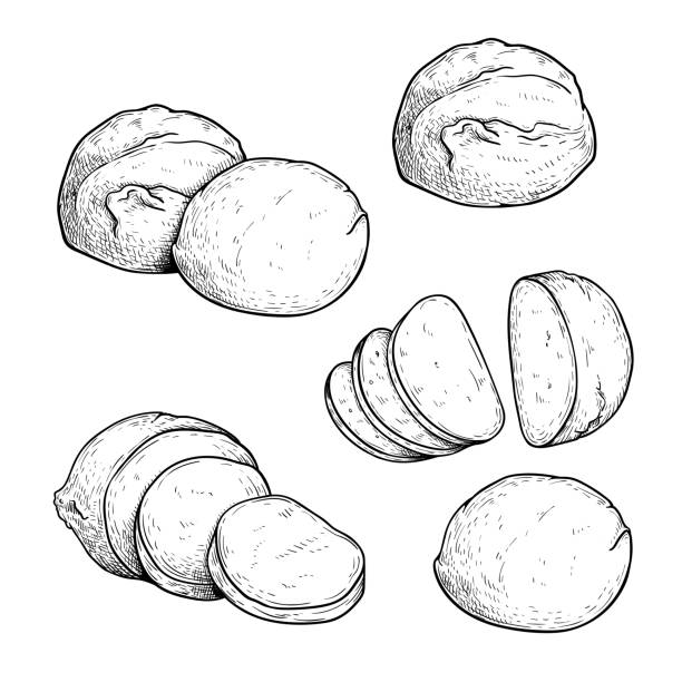 손으로 그린 스케치 스타일 모짜렐라 치즈 세트. 전통적인 이탈리아 소프트 치즈. 단일, 그룹, 전체 및 슬라이스, 상단 보기. 흰색 배경에서 격리된 벡터 그림입니다. - mozzarella stock illustrations