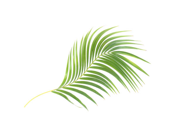 istock green leaf of palm tree on white background with clipping path 1312069583