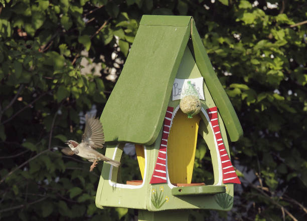 istock Flying birds in front of a beautiful bird house 1312069914