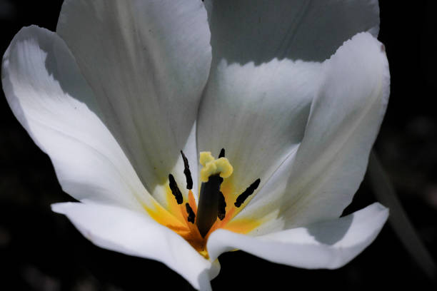 White Flower in Darkness