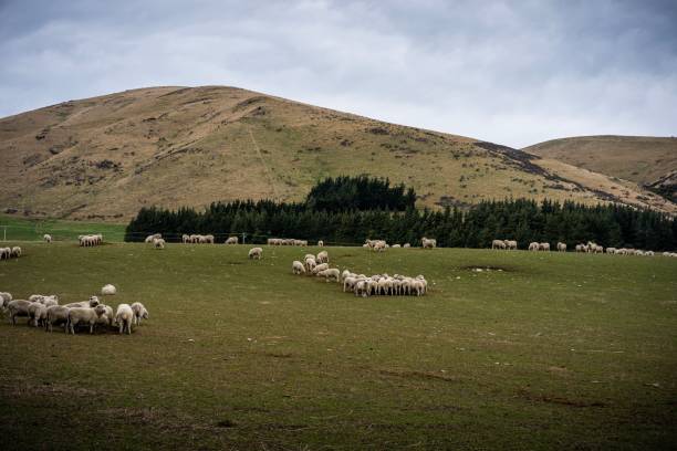 um rebanho de ovelhas em uma fazenda em south island, nova zelândia - lamb merino sheep sheep horizontal - fotografias e filmes do acervo