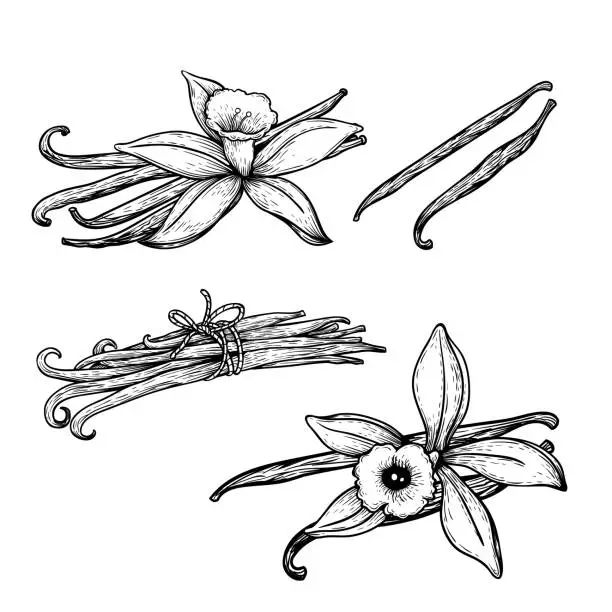 Vector illustration of Vanilla flowers and beans set. Hand drawn sketch style vanilla aroma pods. Culinary and aroma needs drawings. Vector illustrations isolated on white background.