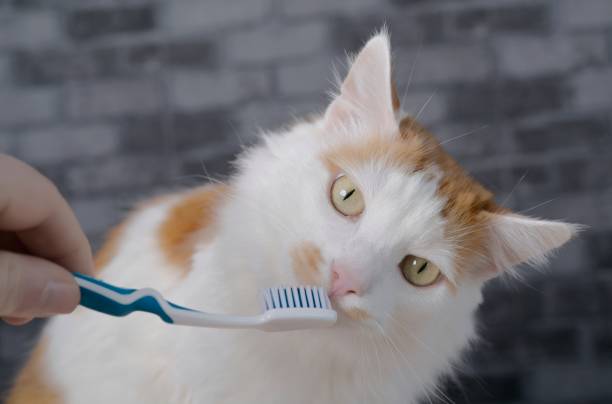 istock Cute longhair cat getting her teeth brushed by her owner. 1312070926
