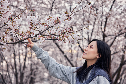 Beautiful Asian young woman in blooming cherry blossoms garden in early spring.