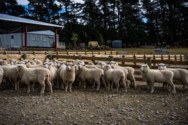 um rebanho de ovelhas em uma fazenda em south island, nova zelândia - lamb merino sheep sheep horizontal - fotografias e filmes do acervo