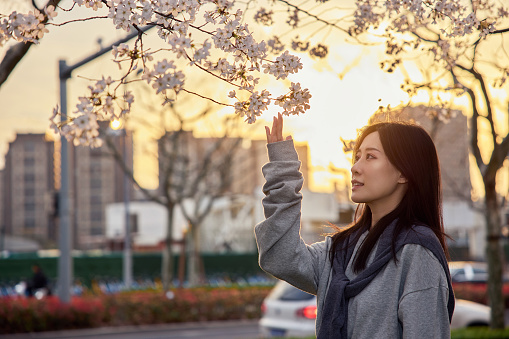 Beautiful Asian girl near blooming cherry, portrait at sunset.
