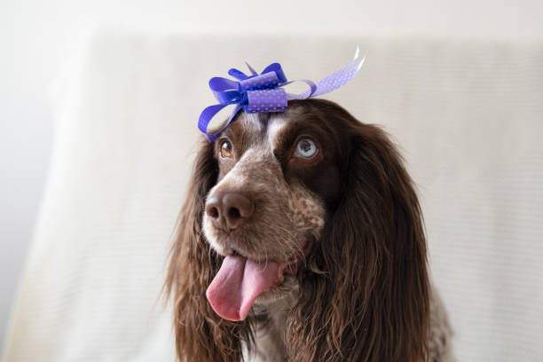 istock Russian spaniel chocolate merle different colours eyes dog ribbon bow on head 1312072013