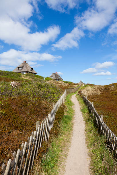 istock Footpath through the dunes of Sylt 1312072139