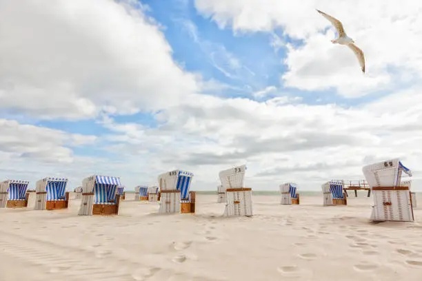 Seagull flying over beach chairs at Sylt beach