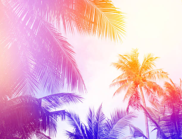 istock tropical colorful coconut palm leaves tree for summer background 1312072506