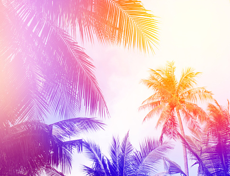tropical colorful coconut palm leaves tree for summer background