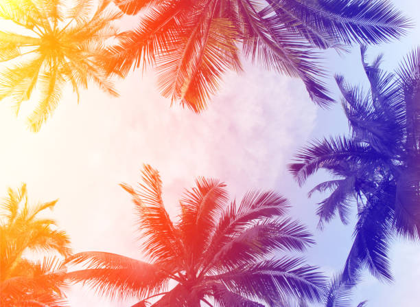 istock tropical colorful coconut palm leaves tree for summer background 1312072514