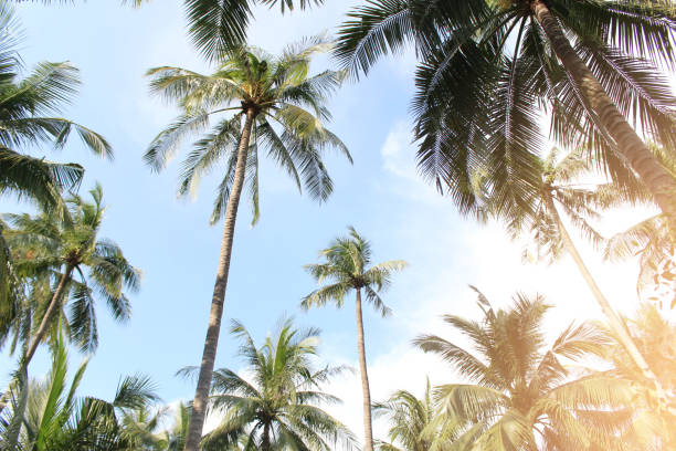 istock tropical coconut palm leaves tree for summer background 1312072518