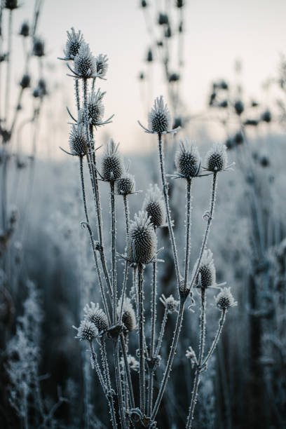 istock Burdock flower frozen in a cold winter morning 1312072553