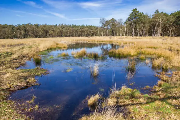 Small pond in the forest of the Drents-Friese Wold, Netherlands
