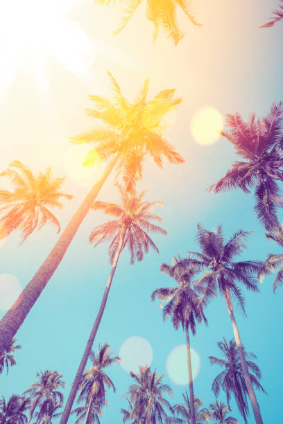 istock Tropical palm tree with sun light on sunset sky and cloud with colorful bokeh abstract background. 1312074153