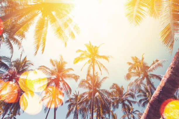 istock Tropical palm tree with sun light on sunset sky and cloud with colorful bokeh abstract background. 1312074158