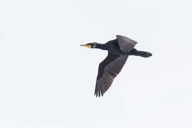 istock isolated cormorant bird (phalacrocorax carbo) in flight 1312075189
