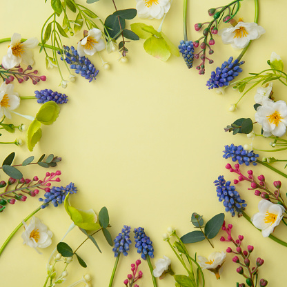 Spring flowers circle composition. Square frame made of muscari and wild flowers on pastel yellow background. Happy mother's day greeting